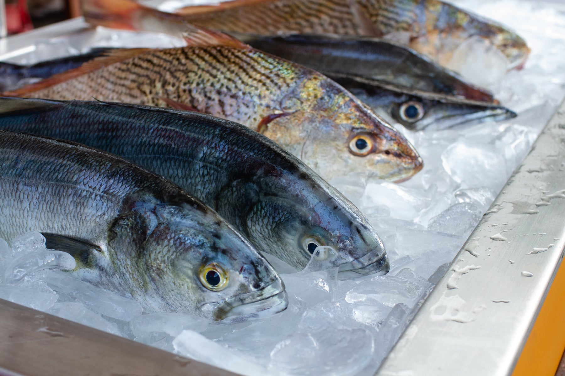 A Row of Freshly Caught Fish on Ice