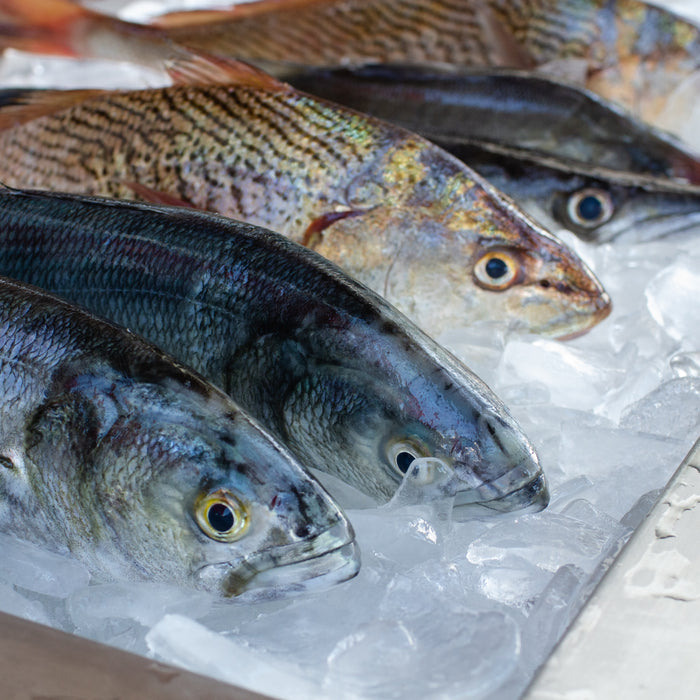 A Row of Freshly Caught Fish on Ice