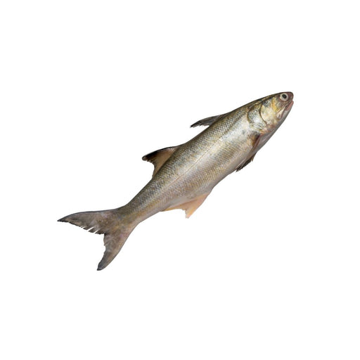 Threadfin Fish