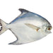 White Pomfret Fish