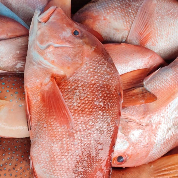 Fresh Red Snapper Lionhead Seafood Delivery Singapore