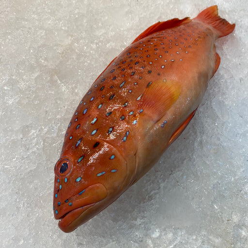 Fresh Red Grouper On Ice