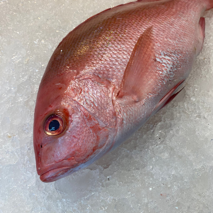 Close Up Of Fresh Red Snapper On Ice