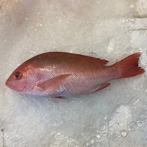 Fresh Red Snapper On Ice