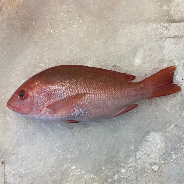 Fresh Red Snapper On Ice