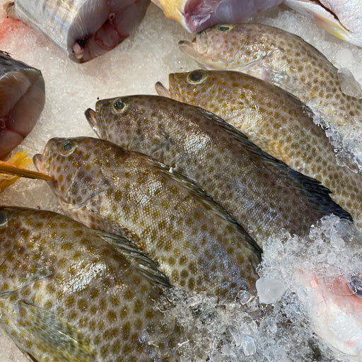 Close Up Of Fresh Grey Grouper on Ice