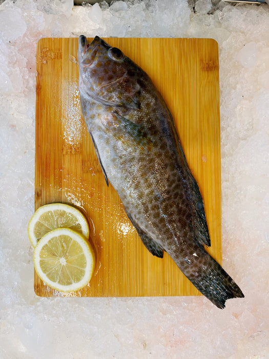 Fresh Whole Grey Grouper Fish on Ice