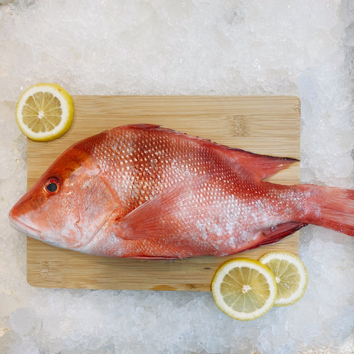 Fresh Emperor Lionhead Snapper on Ice