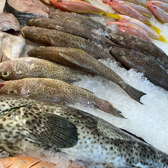 Fresh Grey Groupers on Ice