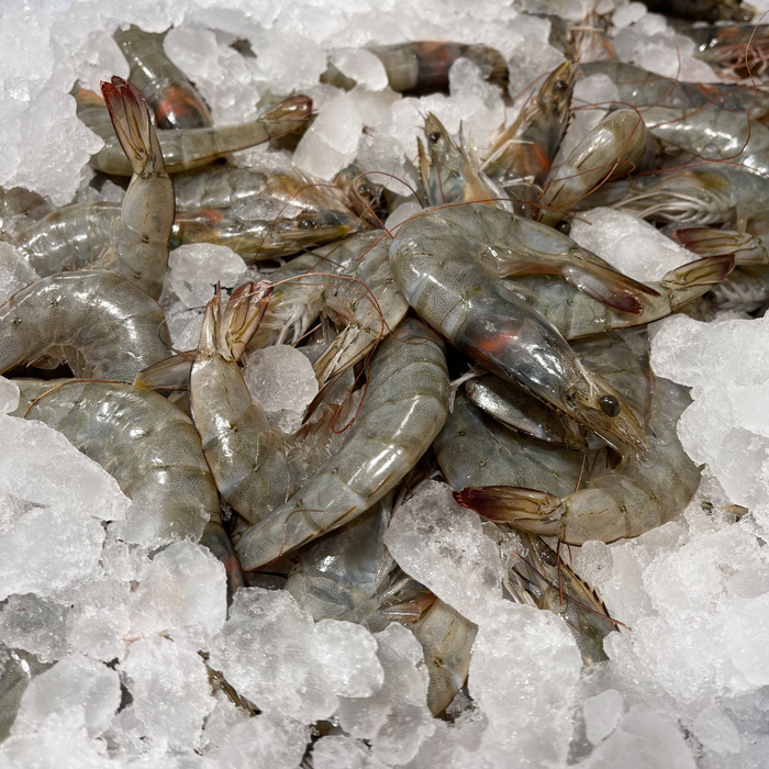 Fresh Grey Prawns 灰虾